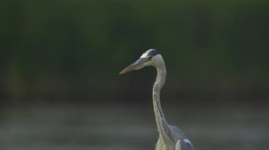Gri balıkçıl Ardea, göl kıyısında balık yakalar.