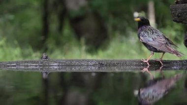 Ortak Starling Sturnus Vulgaris İçme