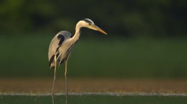 Bir Gri Balıkçıl Hareketli Suda Balıkçılık, Ardea Cinerea