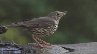 Şarkı ardıç kuşu Turdus filomelos İçme Suyu, Yakın plan