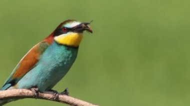 Avrupa Arı Yiyen Merops Apiaster Şubede oturan, gagasında böcek, yakın plan