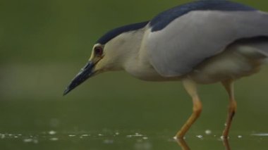 Siyah taçlı gece balıkçısı Nycticorax nycticorax balıkçılığı, yakın plan.