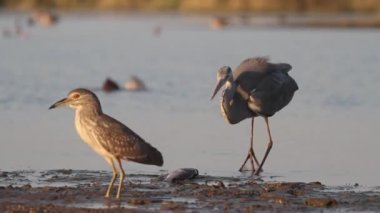 Gri Heron Ardea Cinerea Gölde Balıkçılık, yakın plan.