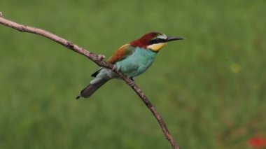 Avrupa Arı Yiyen - Bir dalda Merops Apiaster. Kapat.