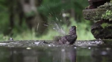 Ortak Starling Sturnus Vulgaris Banyo, Yaklaş