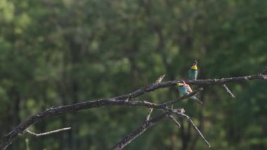 Avrupa arı yiyen kuş Merops Apiaster yeşil doğada bir dalda oturuyor