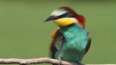 Avrupa Arı Yiyen - Bir Şubede Merops Apiaster, Yakın plan