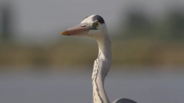 Gri balıkçıl namı diğer Ardea Cinerea Sığ sularda avını takip ediyor