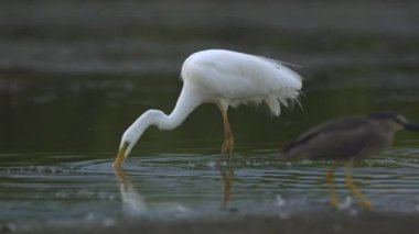 Büyük Egret Egretta alba gölde balık tutuyor, ağır çekim.