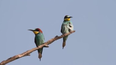 bir dal üzerinde tünemiş Avrupa arı kuşugiller (arı kuşu apiaster).