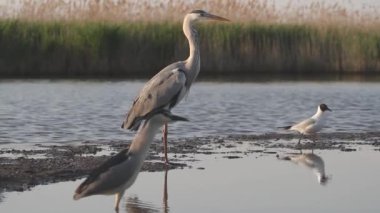 Gri Heron Ardea Cinerea Bekliyor, Yakın plan