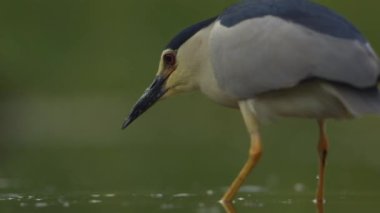 Siyah taçlı gece balıkçıl Nycticorax nycticorax balıkçılık, yavaş çekim