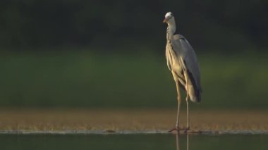 Gri Balıkçılın Kapanışı (Ardea Cinerea) Birlikte Sığ Nehirde Duruyor