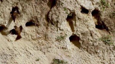Sand Martins Riparia Riparia Yuva Tünellerine girip çıkıyorlar