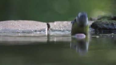 Eurasian blue tit Cyanistes caeruleus Bathing in summer forest, close-up