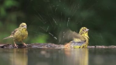 Sarı Çekiç Emberiza Citrinella Bir orman gölünde banyo, yakın çekim