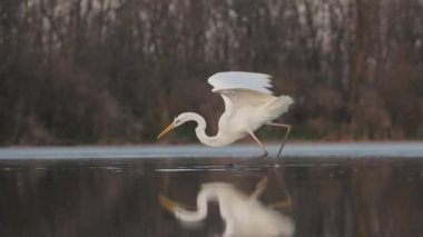 Beyaz Akbalıkçıl Egretta alba Gölün sığ sularında balık tutuyor, yakın plan.