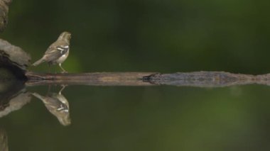 Fringilla Coelebs Uçuyor, yavaş çekim