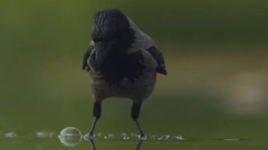 Kapüşonlu bir karga Corvus Cornix balık havuzunda durur, izler ve balık tutar.