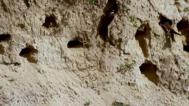 Sand Martins Riparia Riparia Yuva Tünellerine girip çıkıyorlar