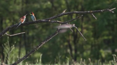 Avrupa Arı Yiyen Merops Apiaster Yaz güneşinde bir ağaç dalında oturuyor