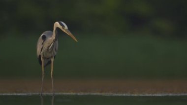 Gri balıkçıl Ardea Cinerea göl kıyısında izliyor ve balık tutuyor, yavaş çekim