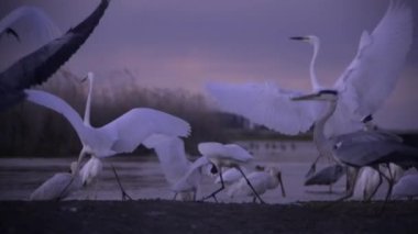 Büyük Egret Egretta alba birbirleriyle sığ sularda, ağır çekimde savaşıyor.