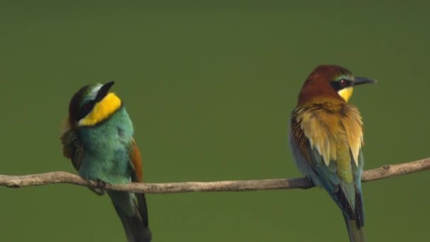 Europäischer Bienenfresser Merops Apiaster Auf Einem Zweig Nahaufnahme — Stockvideo