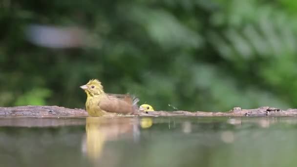Bela Pássaro Que Toma Banho Uma Lagoa Floresta Emberiza Citrinella — Vídeo de Stock
