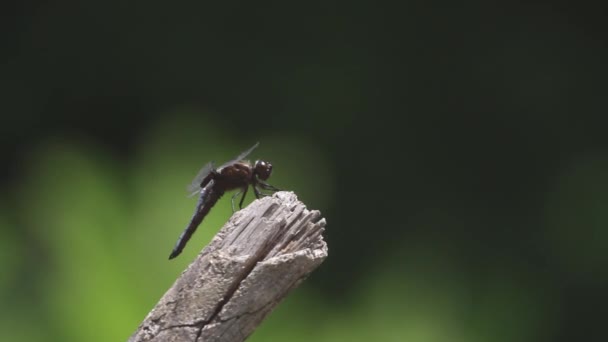 Libelle Rustend Een Tak — Stockvideo