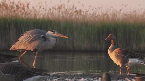 Grey Heron Ardea Cinerea Stojí Vodě Čeká Kořist Blízkosti Rákosí — Stock video