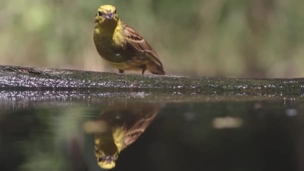 Сирійський Напій Калюжі — стокове відео