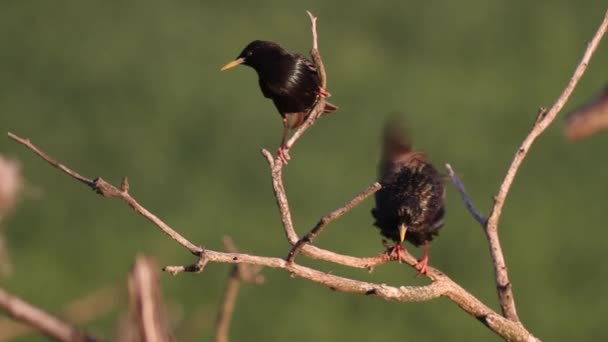 Aves Negras Comuns Turdus Merula Sentado Galho Árvore Sol Verão — Vídeo de Stock