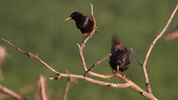 Turdus Merula Yaz Güneşinde Bir Ağaç Dalında Oturan Sıradan Siyah — Stok video