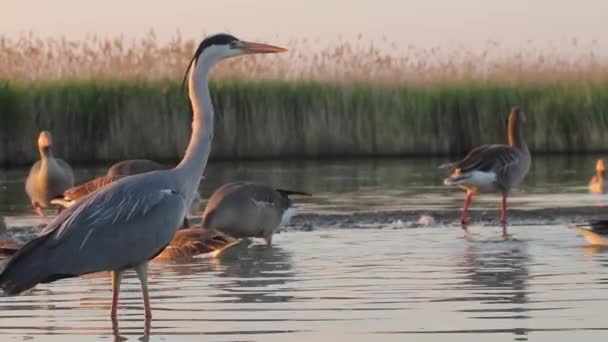 Grey Heron Ardea Cinerea Stojí Vodě Čeká Kořist Blízkosti Rákosí — Stock video