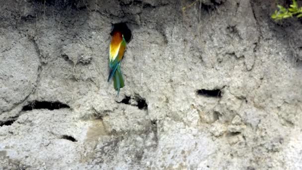 Színes Európai Méhevő Merops Apiaster Birds Előtt Lyuk Közelkép — Stock videók