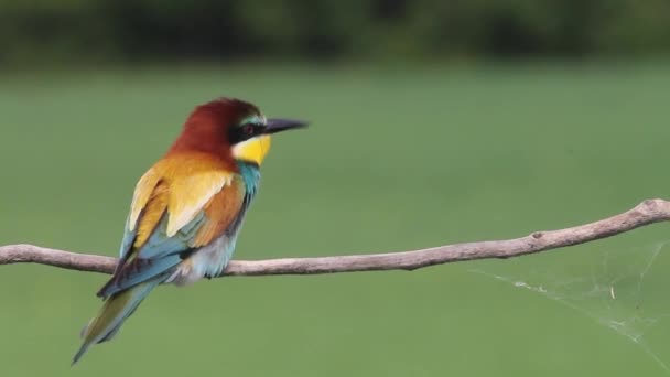 European Bee Eater Merops Apiaster Κάθεται Ένα Κλαδί Δέντρου Κοντινό — Αρχείο Βίντεο