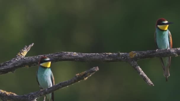 European Bee Eater Merops Apiaster Sits Branch Summer Close — 비디오
