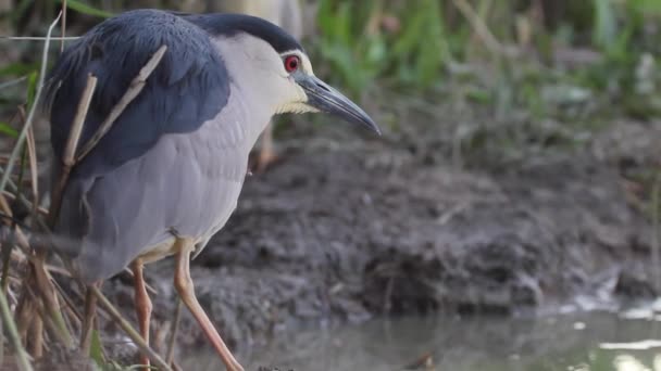 Czarnokoronowana Czapla Nocna Nycticorax Nycticorax Obserwująca Brzegi Jeziora Zbliżenie — Wideo stockowe