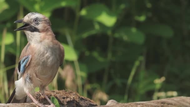 Eurasischer Jay Garrulus Glandarius Nahaufnahme Des Vogels Auf Einem Baum — Stockvideo