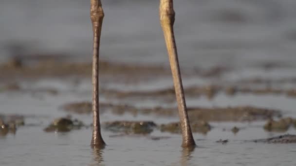 Серая Цапля Ardea Cinerea Мелководье Крупным Планом — стоковое видео