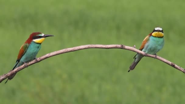 European Bee Eaters Merops Apiaster Branch Close — Stockvideo