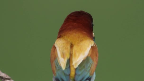 Europese Bijeneter Merops Apiaster Bird Zit Een Tak Close — Stockvideo