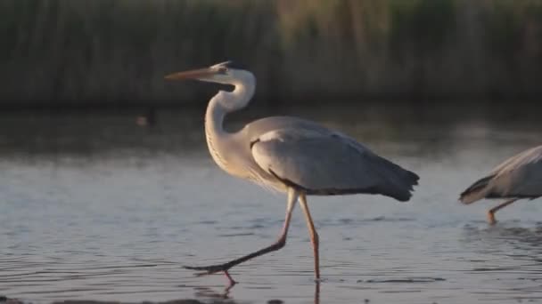 Gray Heron Ardea Cinerea Walking Water High Reeds Calm Lake — Video