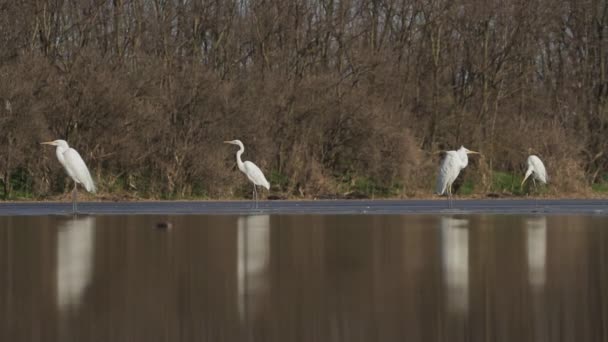 White Egrets Egretta Alba Rest Edge Lake Shore — Stockvideo