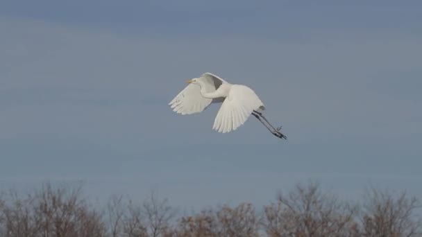 White Egret Egretta Alba Vliegt Een Moerassig Meer Close — Stockvideo