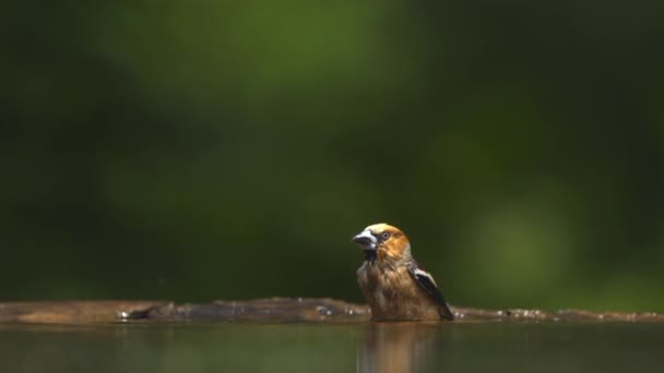 Яструб Кокотраусте Спостерігає Бабка Лісах Влітку Сповільнюючи Рух — стокове відео