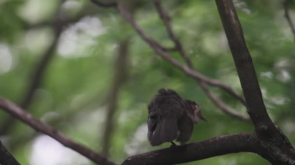 Sıradan Karatavuk Genç Turdus Merula Vahşi Doğada — Stok video