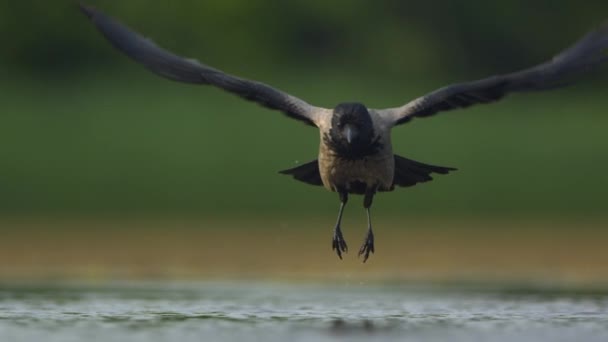 Corbeau Capuchon Corvus Cornix Vole Large Lac Ralenti — Video