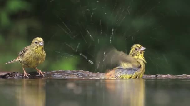 Yellowhammer Emberiza Citrinella Купання Лісовому Озері Зблизька — стокове відео